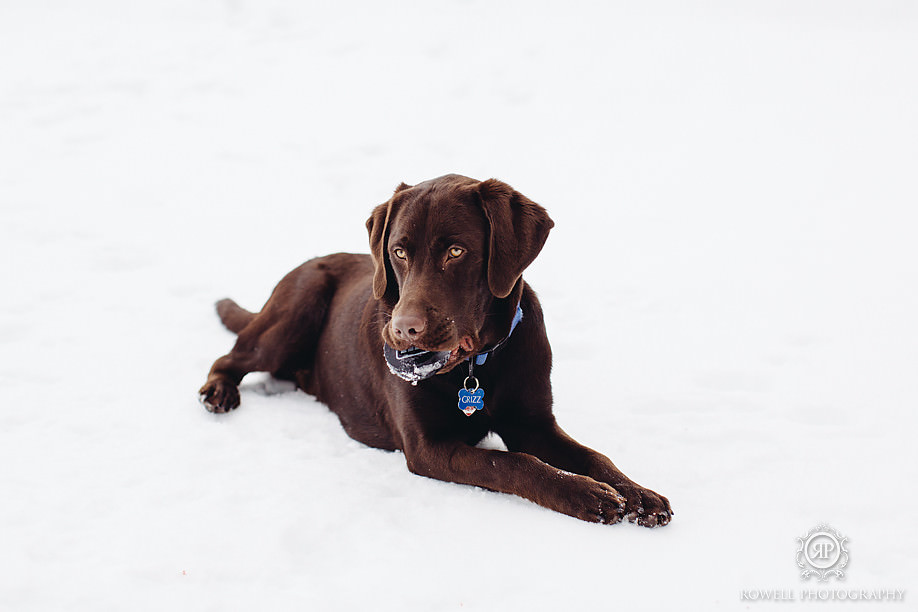 winter dog photos