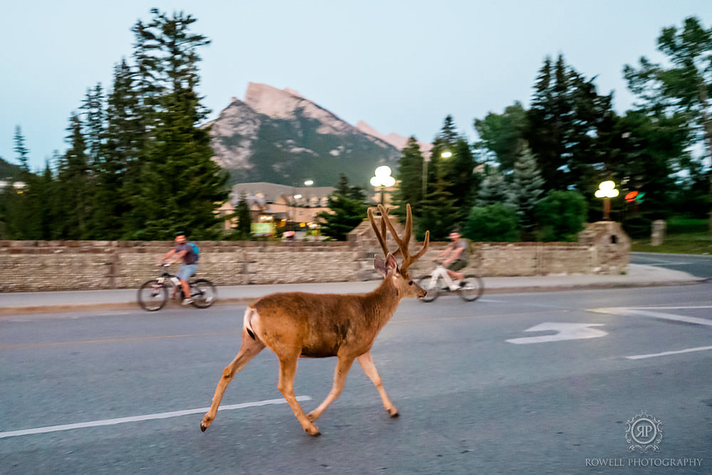 banff reindeer