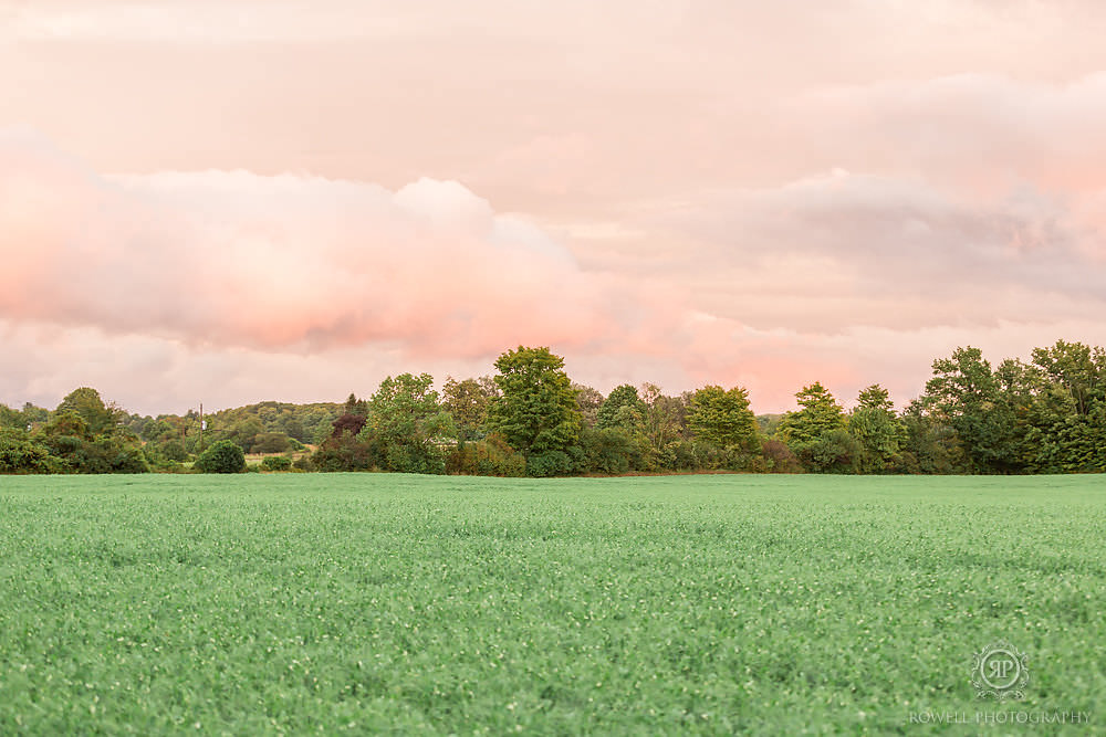 suneset over soy bean field prince edward county canada