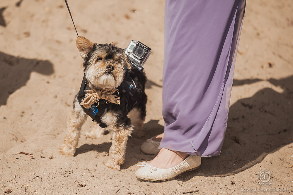 pup of honor walking down the aisle with GoPro