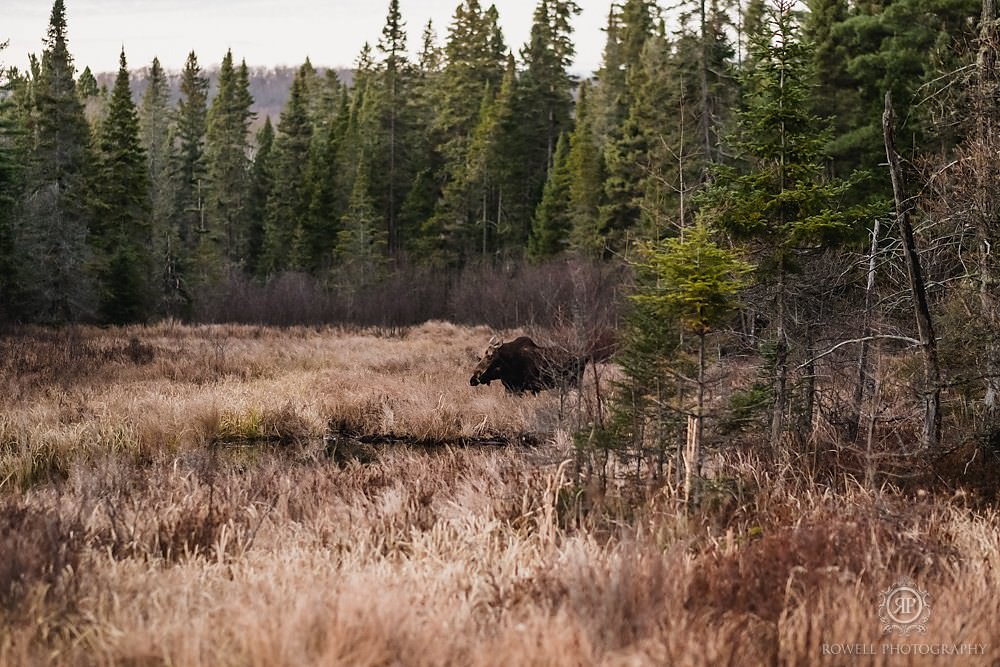 Algonquin Engagement Photos20